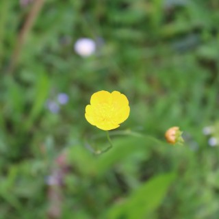 e109384666e50ae6637f16ce990f1798