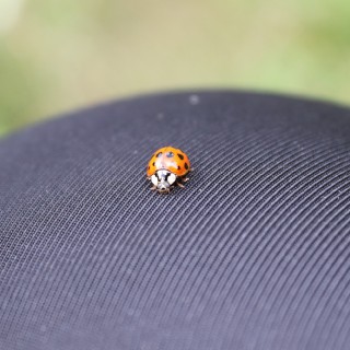 e4c630654e14d517c28c221c63529168