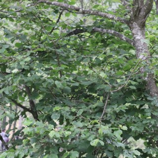 7e028a3228775a087dd02a43a9c317e7