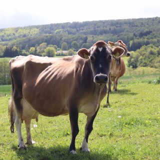 1a3a1781f31ea44779524944cd9e032b